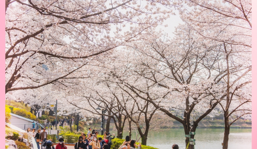 KOREA CHERRY BLOSSOM SEASON: SEOUL – NAMI – EVERLAND – 5D4N (AERO K)