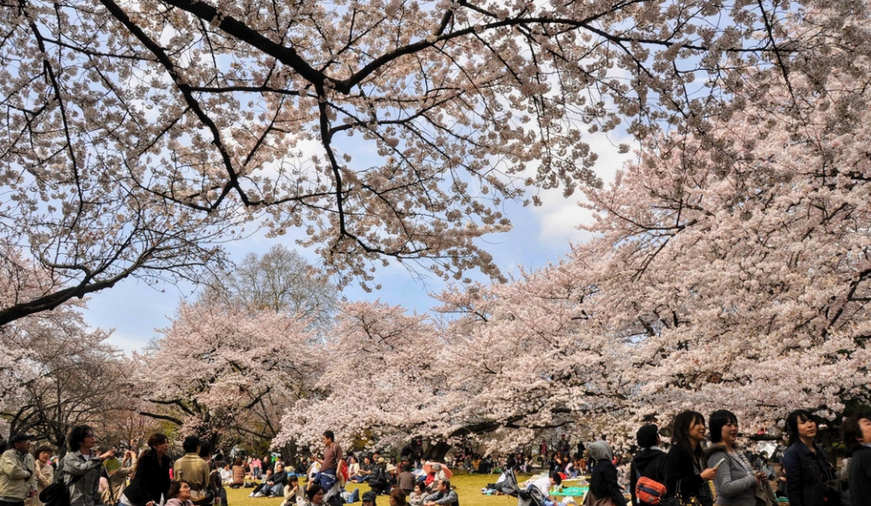 NHẬT BẢN CUNG ĐƯỜNG VÀNG & NGẮM HOA ANH ĐÀO: TOKYO - PHÚ SĨ - NAGOYA - KYOTO - OSAKA