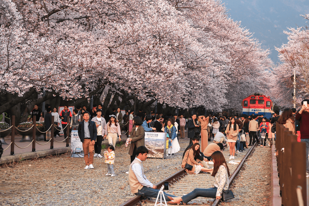 NHẬT BẢN CUNG ĐƯỜNG VÀNG & NGẮM HOA ANH ĐÀO: TOKYO - PHÚ SĨ - NAGOYA - KYOTO - OSAKA