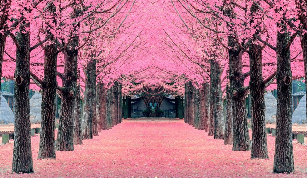 Tour Hàn Quốc từ Đà Nẵng 5N4Đ – Mùa hoa anh đào Hàn Quốc 2026