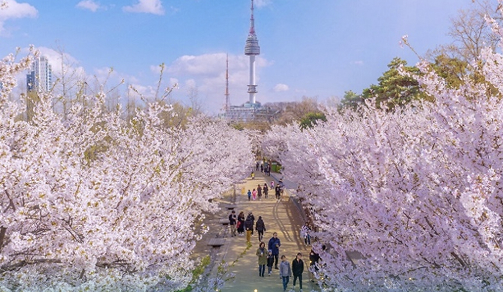 Tour Hàn Quốc từ Đà Nẵng 5N4Đ – Mùa hoa anh đào Hàn Quốc 2026